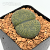 Lithops 'Living Stone'
