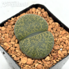 Lithops 'Living Stone'