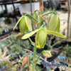 Albuca spiralis 'Frizzle Sizzle'