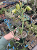 Albuca spiralis 'Frizzle Sizzle'