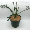 Albuca spiralis 'Frizzle Sizzle'