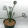 Albuca spiralis 'Frizzle Sizzle'