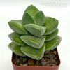 Crassula 'Moonglow'