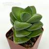 Crassula 'Moonglow'
