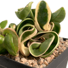 Hoya carnosa 'Compacta' variegata