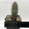 Cipocereus bradei