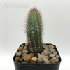 Cipocereus bradei