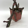 Stapelia schinzii