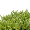 Rhipsalis cereuscula “Coral Cactus” [small]
