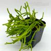 Rhipsalis cereuscula 'Coral Cactus'