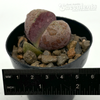 Pleiospilos nelii ‘Royal Flush’