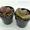 Pleiospilos nelii ‘Royal Flush’