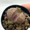 Pleiospilos nelii ‘Royal Flush’