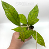 Hoya finlaysonii