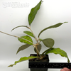 Hoya finlaysonii