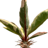 Euphorbia milii 'Fireworks' [small]