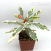 Euphorbia milii 'Fireworks' [small]