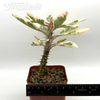 Euphorbia milii 'Fireworks' [small]