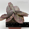 Kalanchoe humilis 'Desert Surprise'