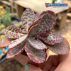 Kalanchoe humilis 'Desert Surprise'