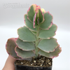 Kalanchoe fedtschenkoi variegata