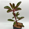 Peperomia graveolens