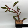 Peperomia graveolens