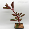Peperomia graveolens