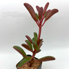 Peperomia graveolens