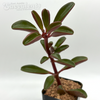 Peperomia graveolens