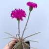 Senecio picticaulis Bloom