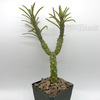 Senecio picticaulis