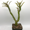 Senecio picticaulis