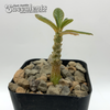 Dorstenia gigas
