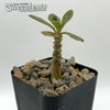 Dorstenia gigas