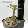 Dorstenia gigas