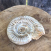 Fossilized Hildoceras Ammonite Specimen Single