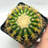 Echinocactus grusonii monstrose brevispinus 'Plastica'