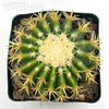 Echinocactus grusonii monstrose brevispinus 'Plastica'