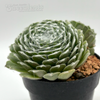 Sempervivum arachnoideum 'Cebenese'