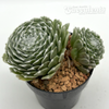 Sempervivum arachnoideum 'Cebenese'