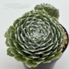Sempervivum arachnoideum 'Cebenese'