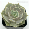 Echeveria 'Lola' [Small]