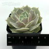 Echeveria 'Lola' [Small]