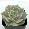 Echeveria 'Lola' [Small]