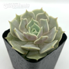 Echeveria 'Lola' [Small]