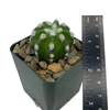 Echinopsis subdenudata "Dominos" [small]