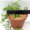 Senecio radicans 'String of Bananas'