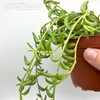Senecio radicans 'String of Bananas'