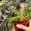 Senecio radicans 'String of Bananas'